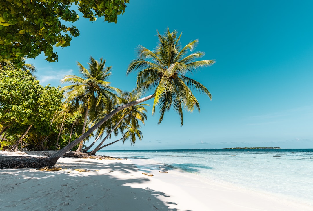 Tropical beach with palm trees — the setting for island-themed board games